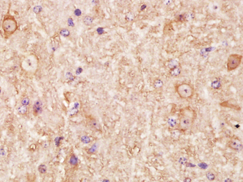 LMAN1L Rabbit Polyclonal Antibody