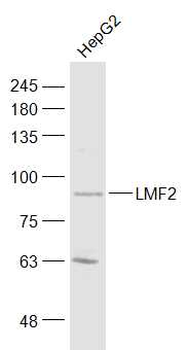 LMF2 Rabbit Polyclonal Antibody