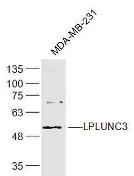 LPLUNC3 Rabbit Polyclonal Antibody