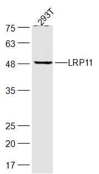 LRP11 Rabbit Polyclonal Antibody