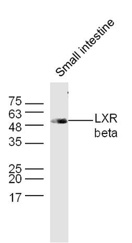 LXR beta Rabbit Polyclonal Antibody