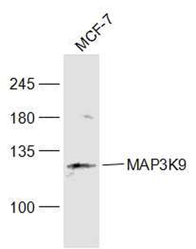 MAP3K9 Rabbit Polyclonal Antibody