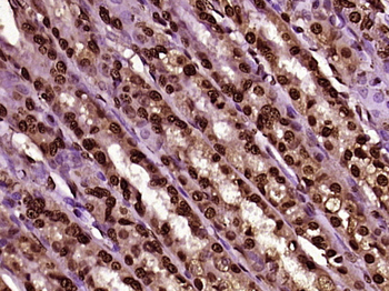 MPP6/MPHOSPH6 Rabbit Polyclonal Antibody