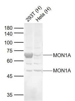 MON1A antibody