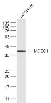 MOSC1 Rabbit Polyclonal Antibody