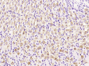 MRPL20 Rabbit Polyclonal Antibody
