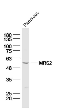 MRS2 Rabbit Polyclonal Antibody