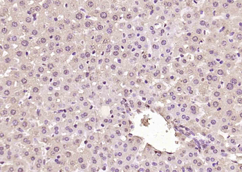 MSGN1 Rabbit Polyclonal Antibody