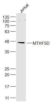 MTHFSD Rabbit Polyclonal Antibody