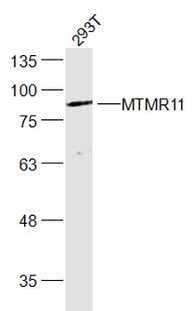 MTMR11 Rabbit Polyclonal Antibody