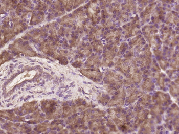 MTR Rabbit Polyclonal Antibody