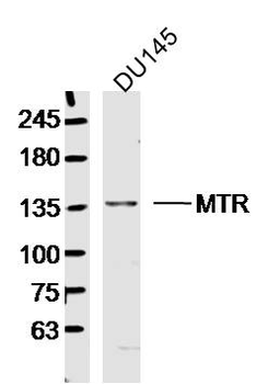 MTR Rabbit Polyclonal Antibody