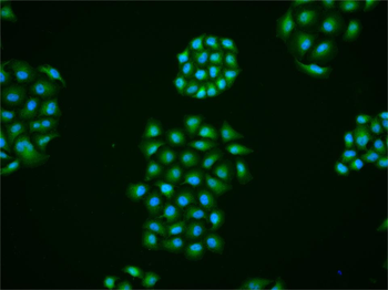 Phospho-MCM2 (Ser27) Rabbit Polyclonal Antibody