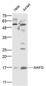 MAFG Rabbit Polyclonal Antibody