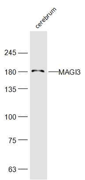 MAGI3 Rabbit Polyclonal Antibody