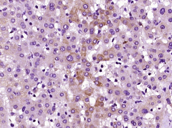 MANEA Rabbit Polyclonal Antibody