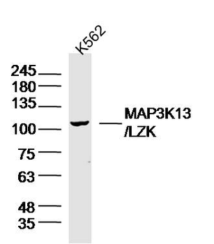 MAP3K13/LZK Rabbit Polyclonal Antibody