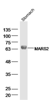 MARS2 Rabbit Polyclonal Antibody