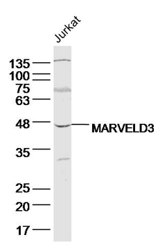 MARVELD3 Rabbit Polyclonal Antibody