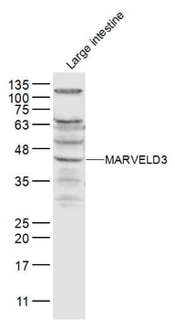 MARVELD3 Rabbit Polyclonal Antibody