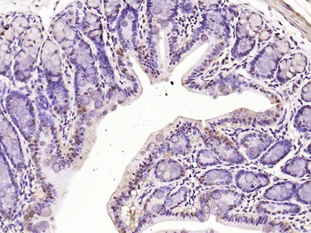 MCM-BP Rabbit Polyclonal Antibody