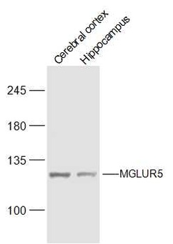 MGLUR5B antibody