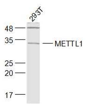 METTL1 Rabbit Polyclonal Antibody