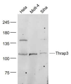 Thrap3 Rabbit Polyclonal Antibody