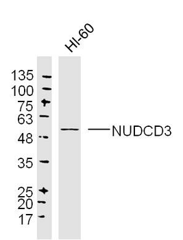 NUDCD3 Rabbit Polyclonal Antibody