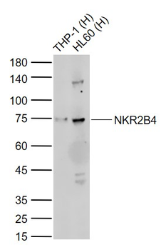CD244 Rabbit Polyclonal Antibody