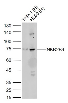 NKR2B4 antibody