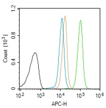 NF-H Rabbit Polyclonal Antibody