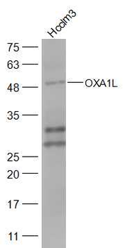 OXA1L Rabbit Polyclonal Antibody