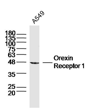 Orexin Receptor 1 Rabbit Polyclonal Antibody