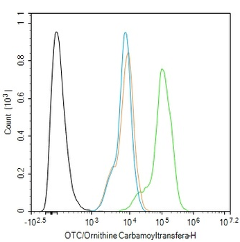 OTC/Ornithine Carbamoyltransferase Rabbit Polyclonal Antibody