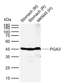 Pepsinogen I antibody