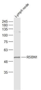 RSBN1 Rabbit Polyclonal Antibody