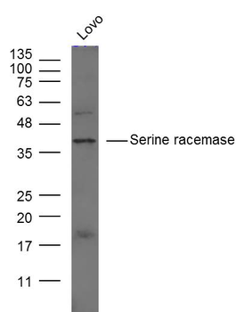 Serine racemase Rabbit Polyclonal Antibody