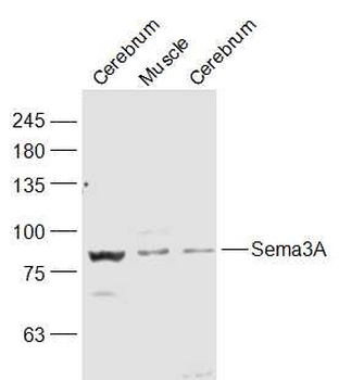 Sema3A Rabbit Polyclonal Antibody