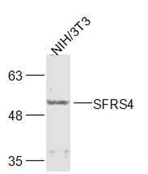 SFRS4 Rabbit Polyclonal Antibody