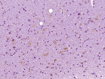 SIAE Rabbit Polyclonal Antibody