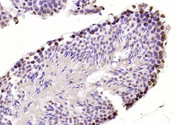 SP2 transcription factor Rabbit Polyclonal Antibody