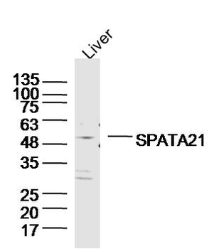 SPATA21 Rabbit Polyclonal Antibody