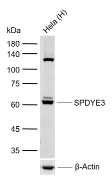 SPDYE3 Rabbit Polyclonal Antibody