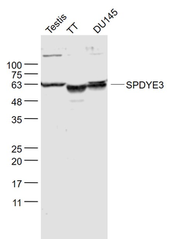 SPDYE3 Rabbit Polyclonal Antibody
