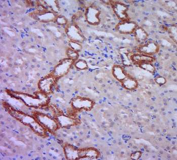 SPERT Rabbit Polyclonal Antibody