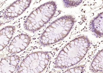 Adropin Rabbit Polyclonal Antibody