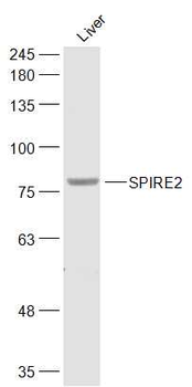 SPIRE2 Rabbit Polyclonal Antibody