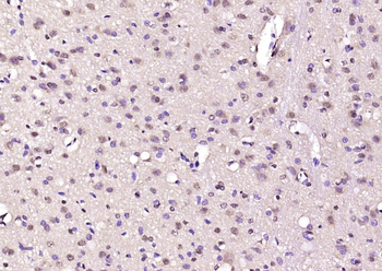 SEH1L Rabbit Polyclonal Antibody
