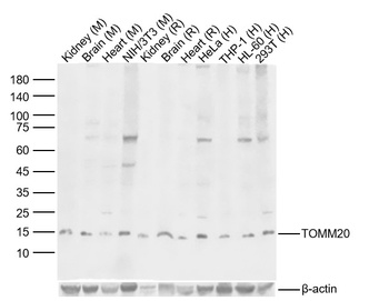 TOM20 antibody